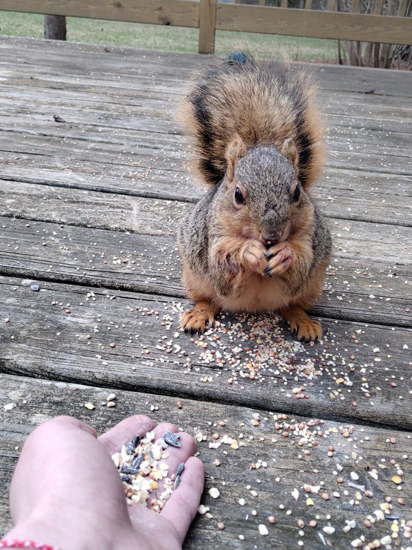 Chubby Squirrel Accepts Help thumbnail