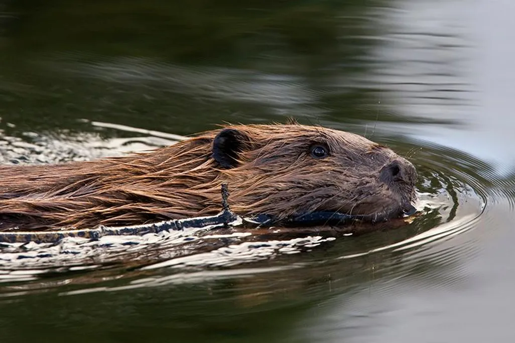 American Beaver