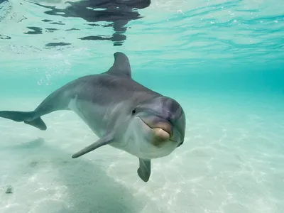 German researchers tested dolphins&#39; ability to detect electric fields.