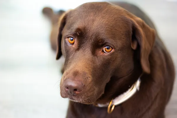 Maddie - Such a good girl thumbnail