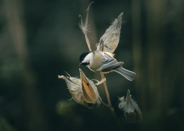 Pod Raider thumbnail