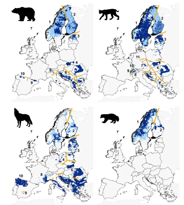 The distribution of Europe's four large carnivores, as of 2011. Dark blue represents permanent populations, light blue indicates places where there are regular sightings. Numbers refer to major populations of those animals. Photo: Chapron et al., Science