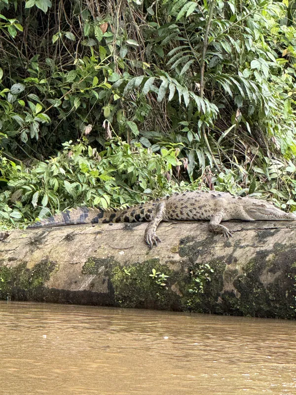 Crocodile at rest thumbnail