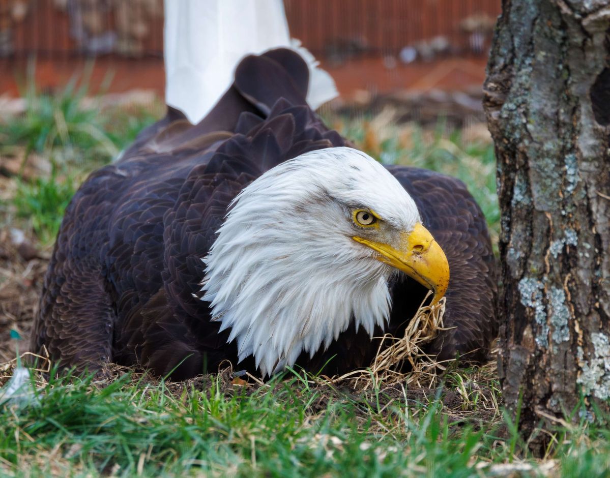 Murphy, the Beloved Bald Eagle 'Foster Dad' Who Went Viral for Incubating a  Rock, Has Died Following Storms in Missouri