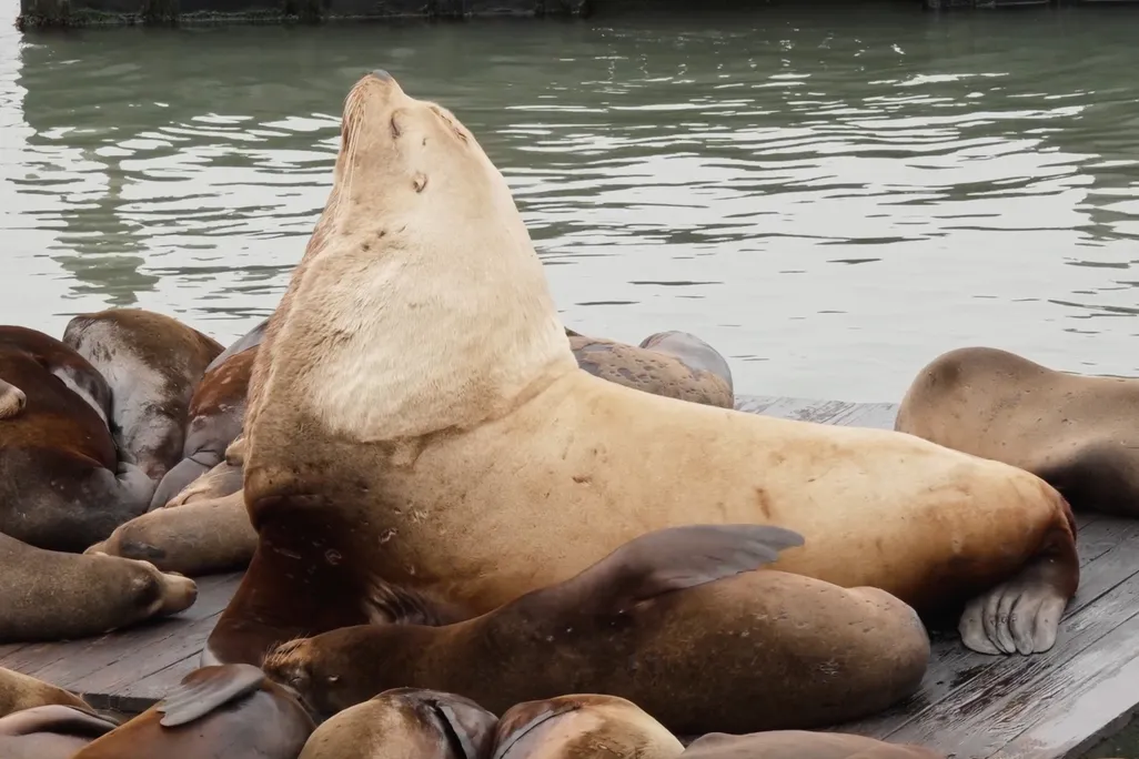 A giant Steller sea lion surrounded by smaller sea lions on a platform in water