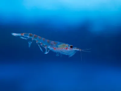 Tiny Antarctic Krill Benefit the Planet in Big Ways, but Face a Barrage of Threats image