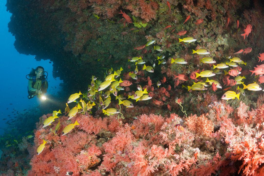 Diver and Reef