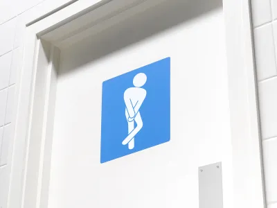 The bladder and the brain are involved in determining when we need to urinate.