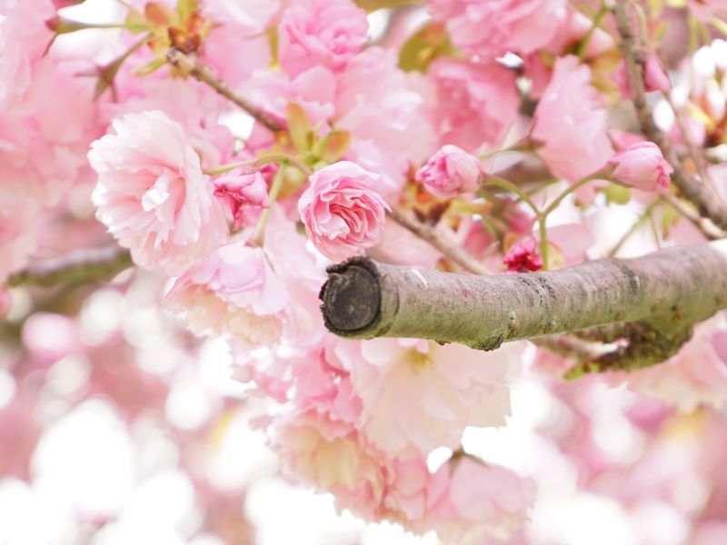 Cherry Blossom Touched Kiss Smithsonian Photo Contest Smithsonian