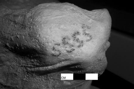 Tattoos on the Pre-dynastic female mummy from Gebelein.