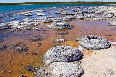 Stromatolites at Lake Thetis, Western Australia