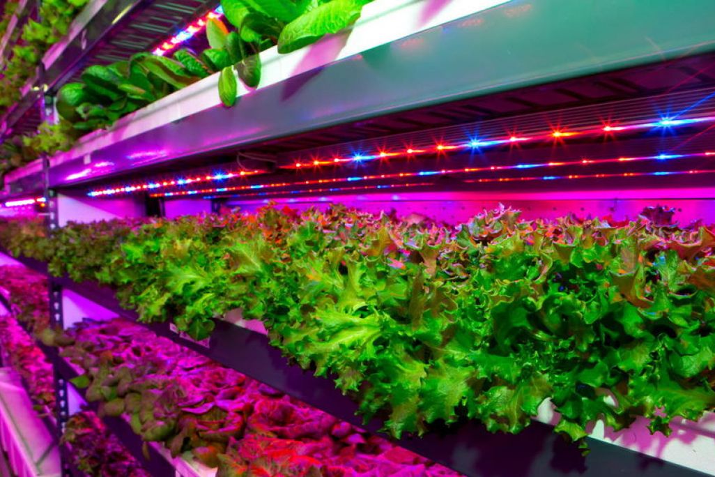 Emirates Flight Catering and Crop One Holdings