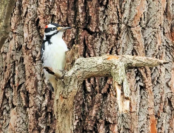 Hairy Woodpecker sits for his portrait. thumbnail