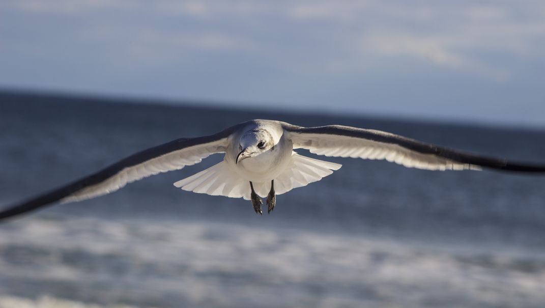 Flying Seagull | Smithsonian Photo Contest | Smithsonian Magazine