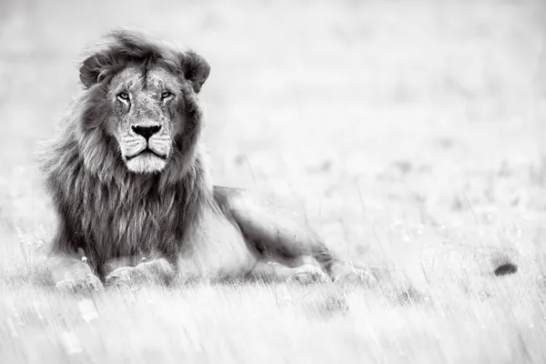 Dream Lover: A lion with a windswept mane and deliberate in-camera blur thumbnail