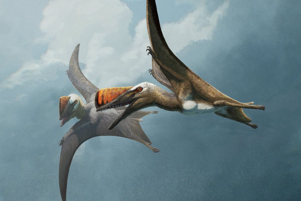 Life restoration of two winged reptiles in flight