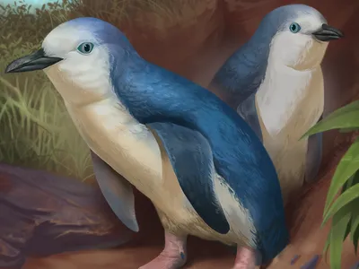 An artist&#39;s interpretation of what Wilson&#39;s little penguins would have looked like