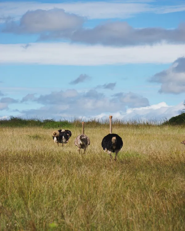 On a Path but not Alone thumbnail