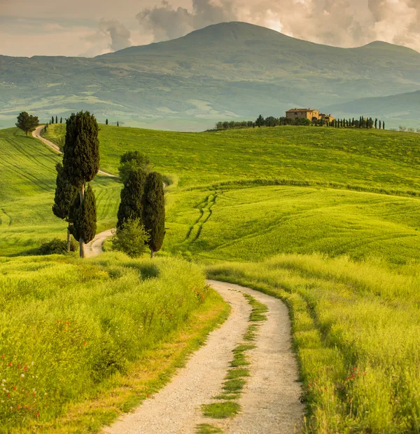 Peace of Mind (a gravel road winding through a grassy Tuscan landscape)