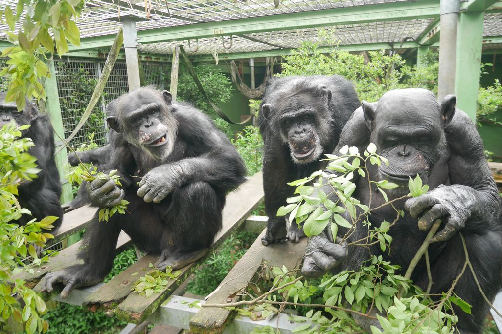 Three chimpanzees sitting down surrounded by leafy greens