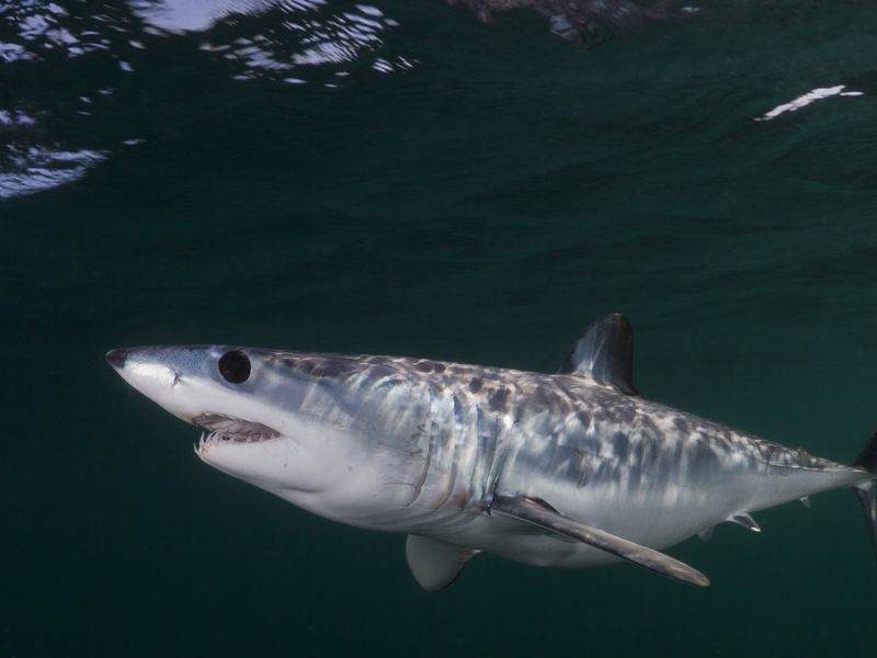 Mako shark. Smithsonian Photo Contest Smithsonian Magazine