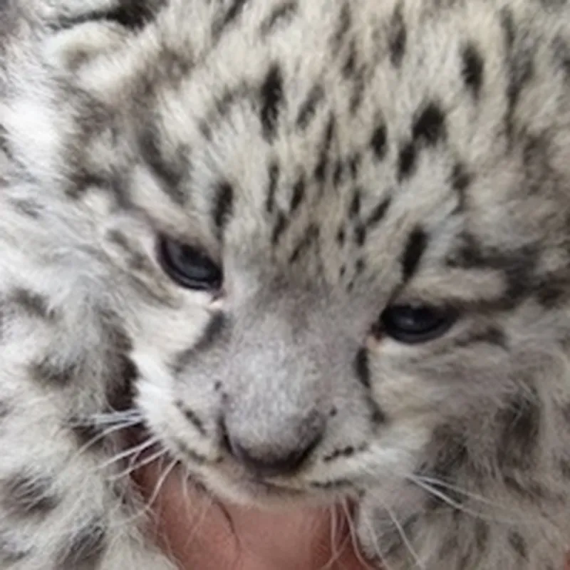 First Ever Video of Wild Snow Leopard Mother and Cubs, Science