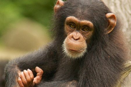 The researchers write, "These results [indicate] … nonhuman animals have a theory of mind and do not simply rely on behavior rules to interpret and anticipate others’ actions"