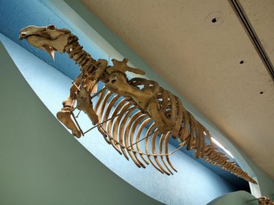 The skeleton of a Steller's sea cow hangs in the Smithsonian National Museum of Natural History