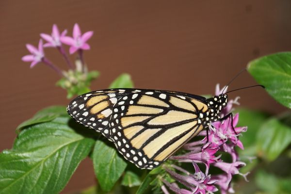 Monarch Butterfly feeding on a Penta flower in my garden. thumbnail
