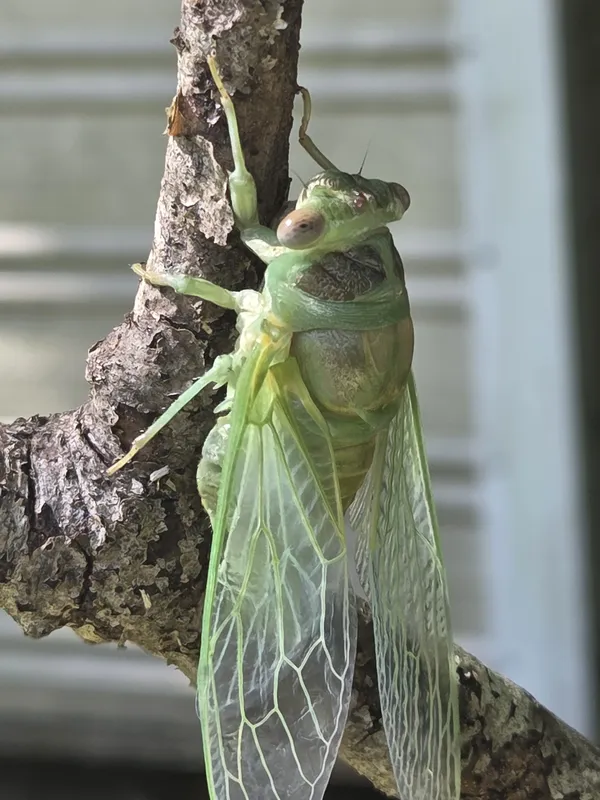 A Cicada "Sticking"  it Out thumbnail