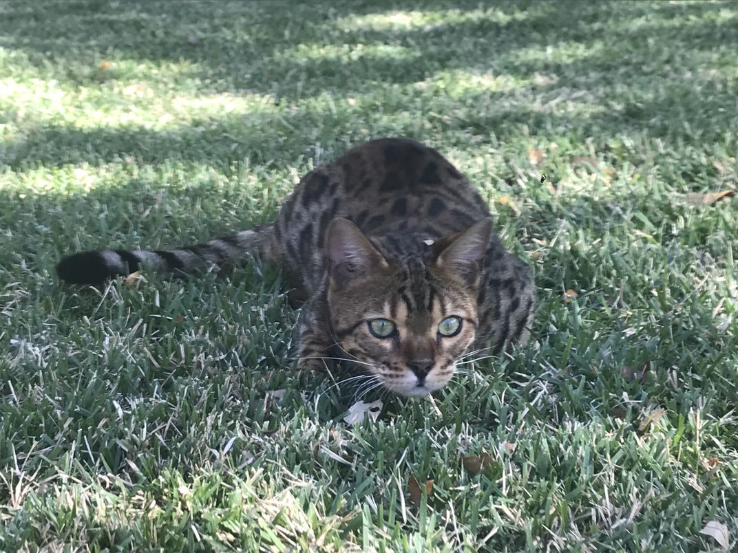 A Bengal hunting in his yard. Smithsonian Photo Contest Smithsonian