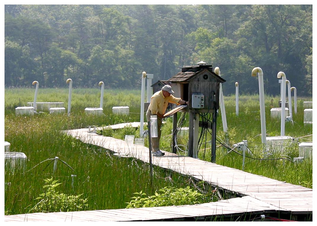 Bert Drake, SERC Marsh