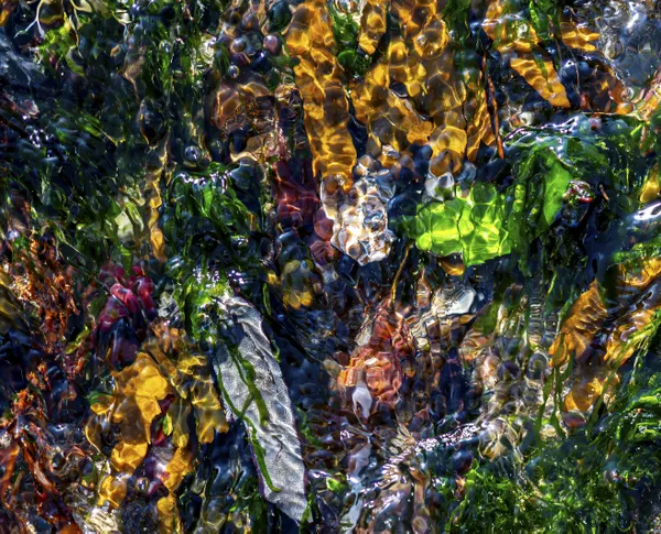 A Glimpse into a Rockpool thumbnail