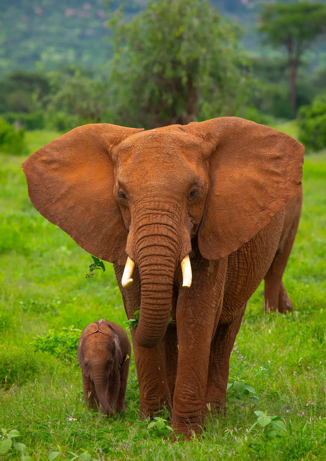 Elephants