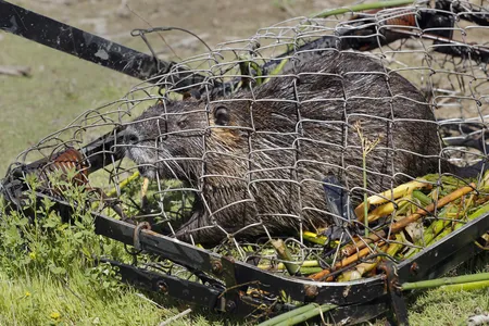 Biologists with the California Department of Fish and Wildlife are working hard to eradicate nutria from the state.

