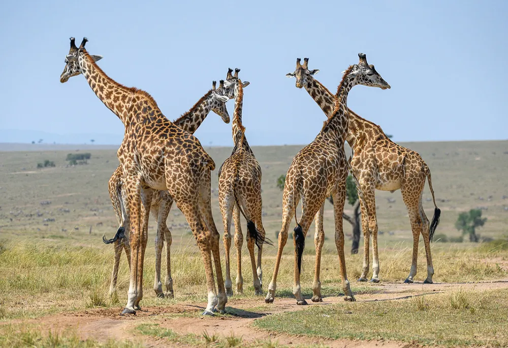 Giraffes