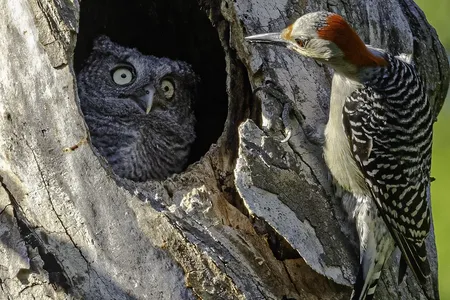 A red-bellied woodpecker peers into a hole in a tree and spots a very alarmed-looking young screech owl. The photograph, which was highly commended in the contest, is titled &quot;You&#39;re not my mother.&quot;