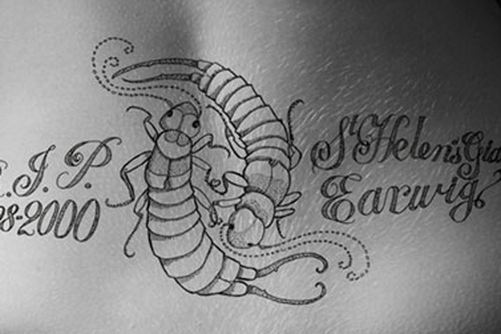 20130925100020Earwig-tattoo-on-model-Samantha-Dempsey-web.jpg