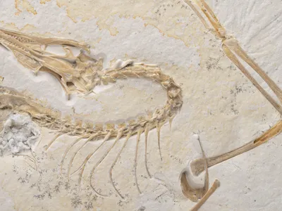 Close-up showing the&nbsp;Archaeopteryx fossil&rsquo;s skull, neck, spine, rib cage and wing bones. The fossil will go on view at Chicago&#39;s Field Museum on May 7.