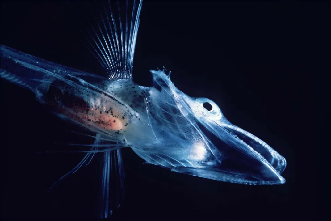 A blue fish on a black background.