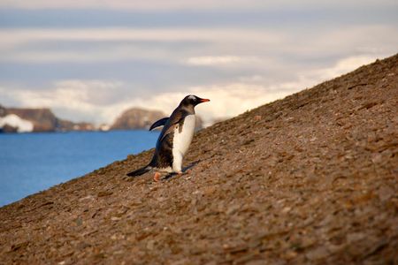 Gentoo penguin takes on a slope near its nesting colony.