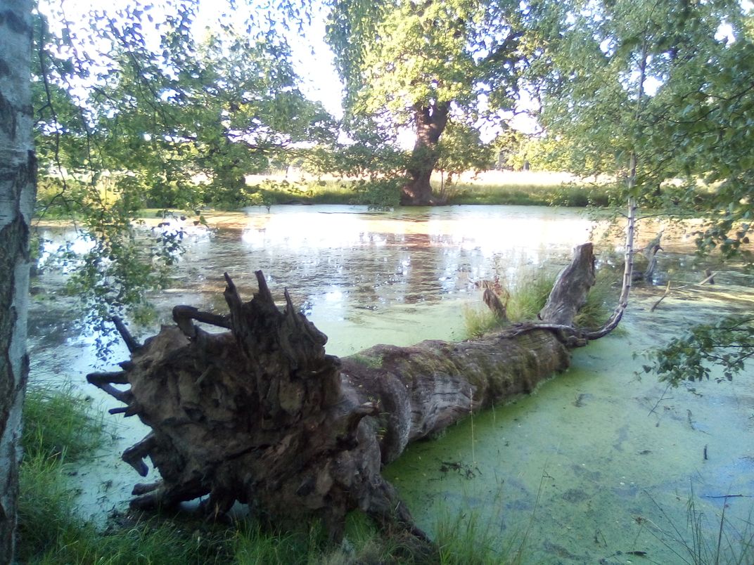 Magic in the Pond | Smithsonian Photo Contest | Smithsonian Magazine