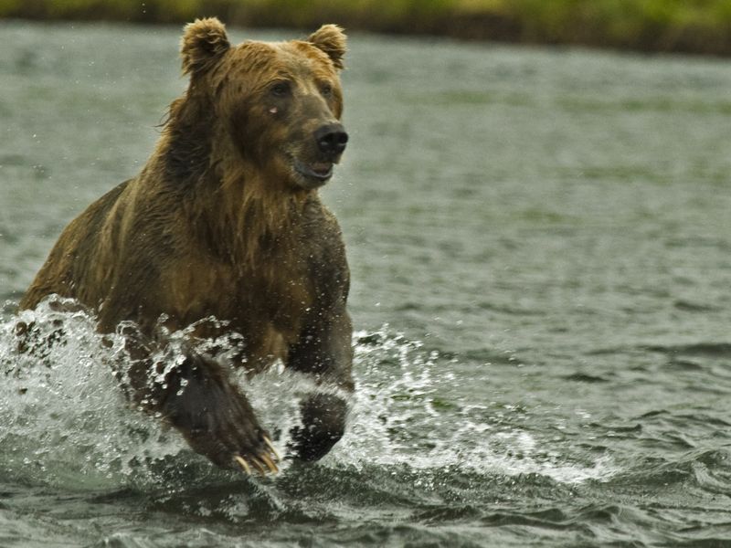 Salmon fishing on Kodiak Island, Brown bears catching salmon ...