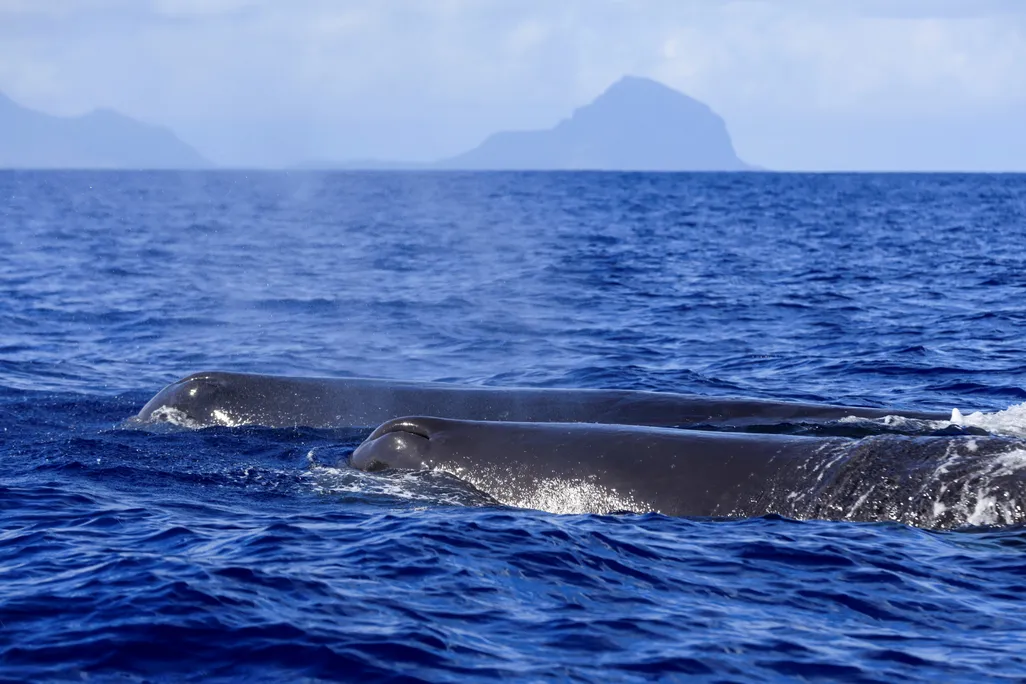 Two sperm whales come to the surface