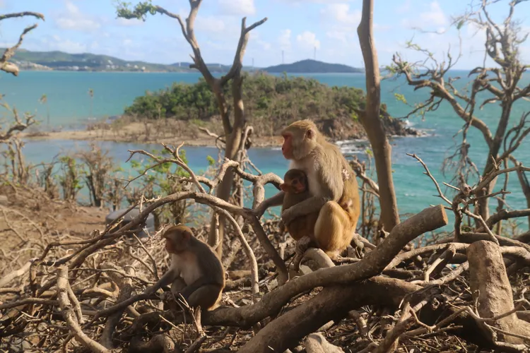 Monkey Island