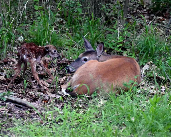 Welcome to the world thumbnail