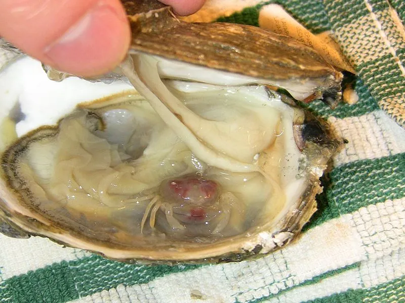 A pea crab in someone's oyster. Photo: Kikkiwikiwaki