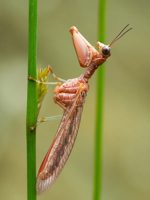 Mantis Fly thumbnail