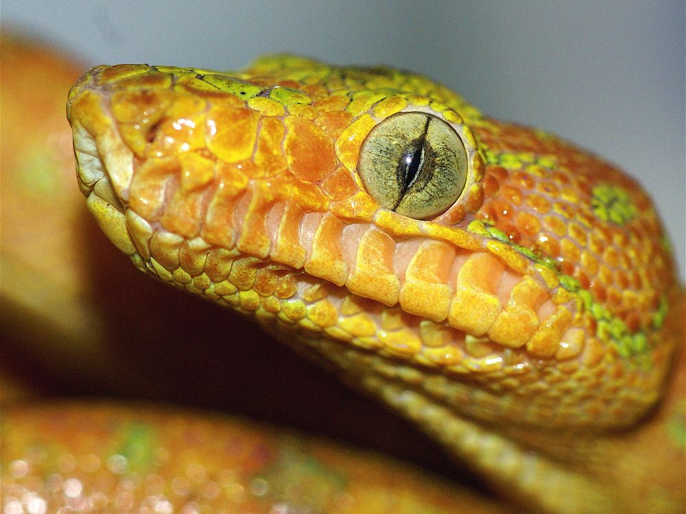 Snakes' Vision Sharpens When They're Under Stress, Smart News