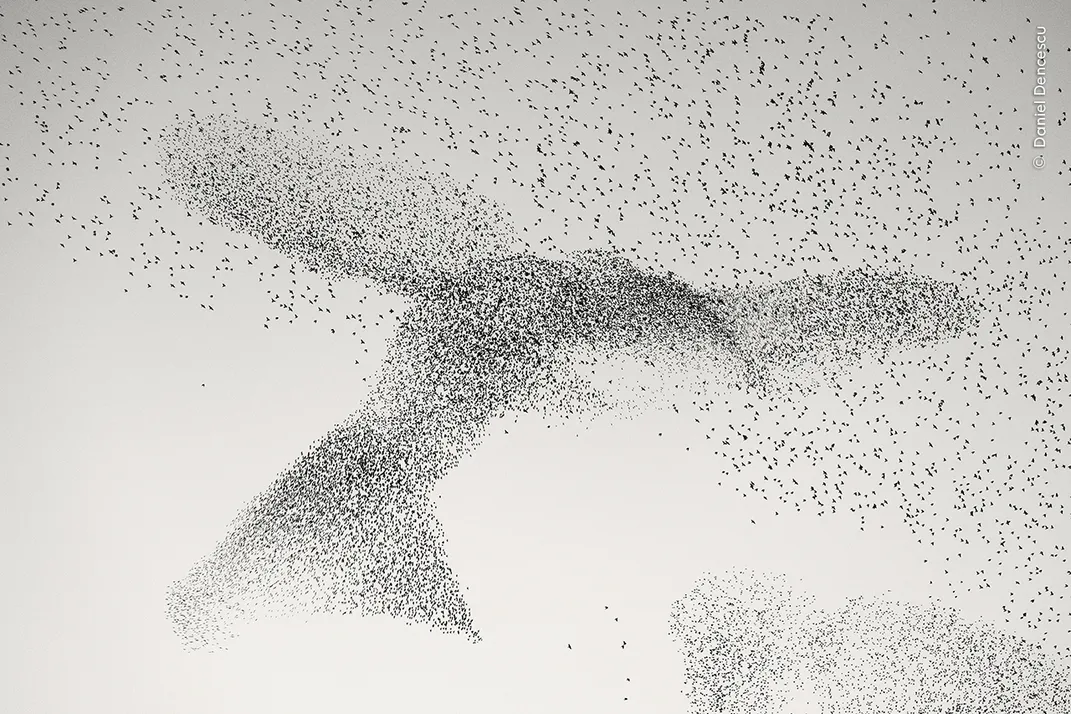 A flock of birds flies in the sky, each one appearing as a speck, and the densest parts of their congregation appear to form the shape of a massive bird